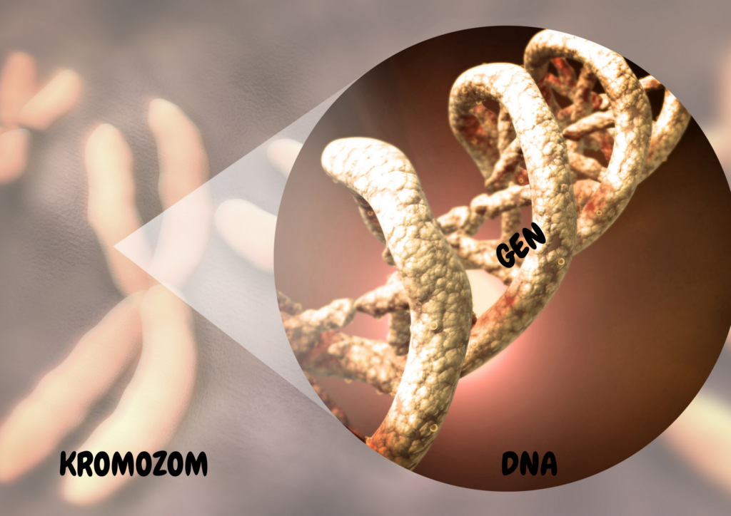 kromozom DNA gen